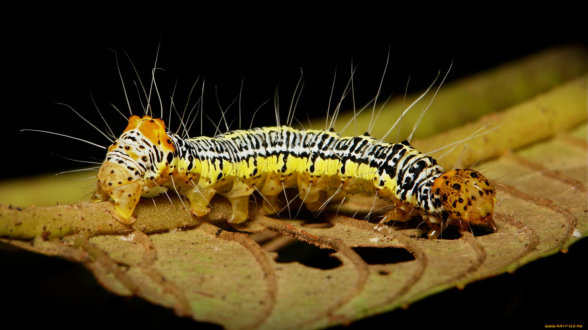, , , , , itchydogimages